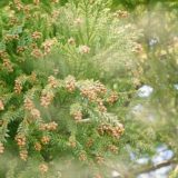 スギ花粉