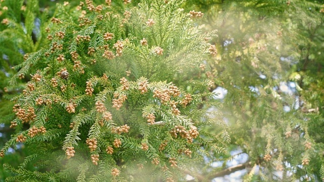 スギ花粉